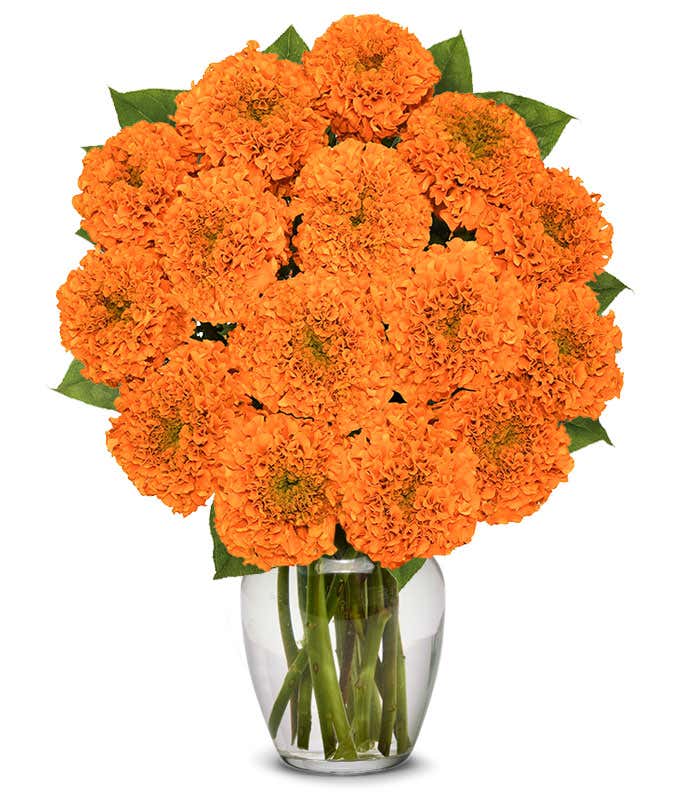 Magnificent Fall Marigolds - Premium