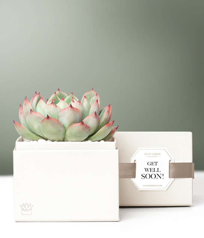 Lula's Garden ® Get Well Bliss Succulent Gift