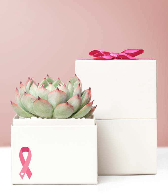 Lula's Garden ® Breast Cancer Awareness Bliss Succulent Garden
