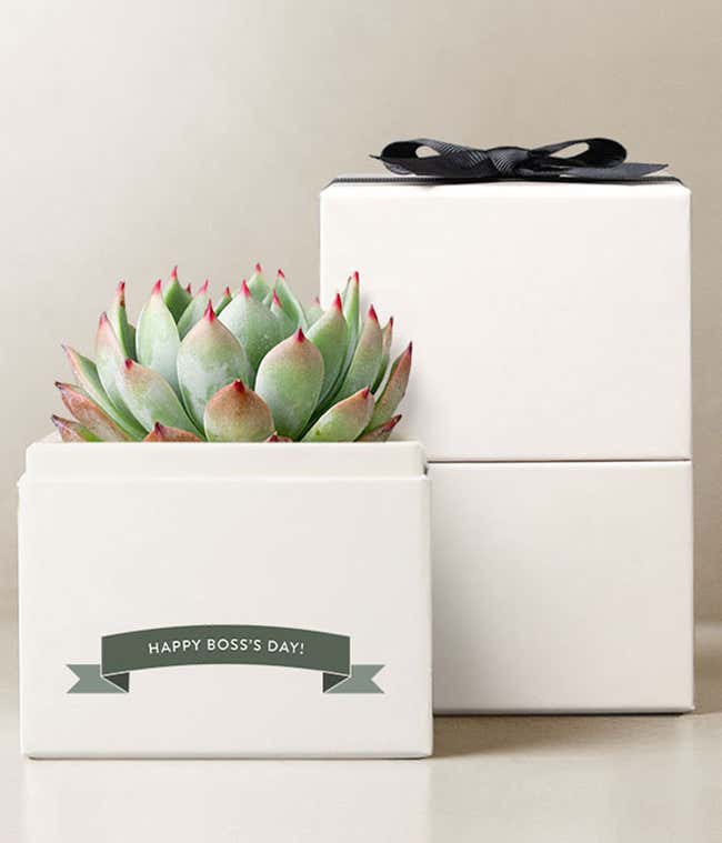 Boss Appreciation Day Bliss Succulent Gift