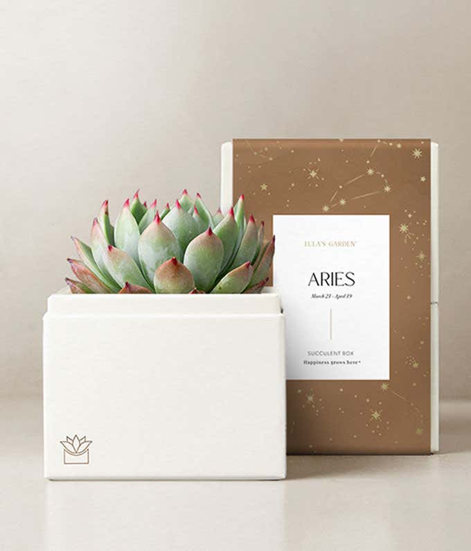 Lula's Garden ® Aries Bliss Succulent Garden 