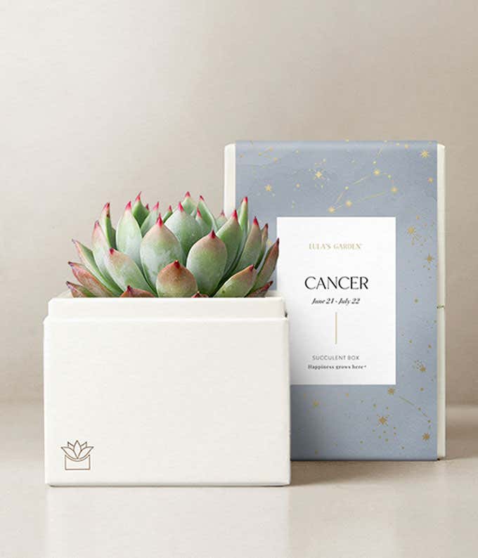 Lula's Garden ® Cancer Bliss Succulent Garden 