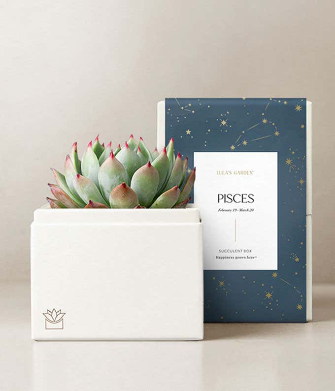  Lula's Garden ® Pisces Bliss Succulent Garden