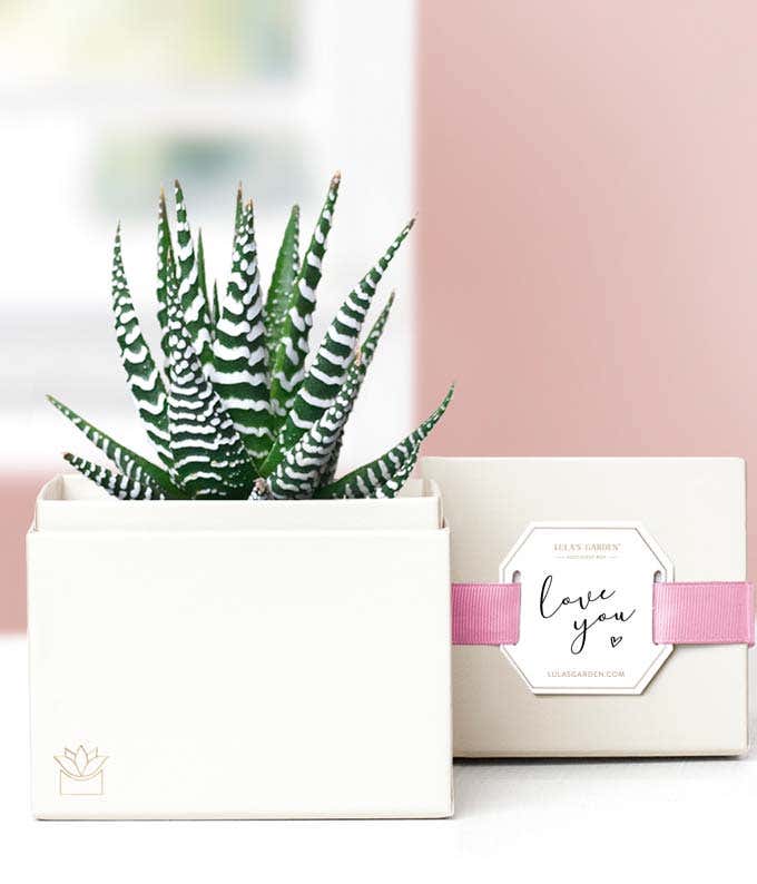 Lula's Garden ® I Love You Zebra Succulent Gift