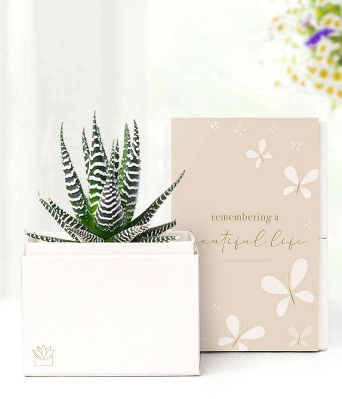 Cherished Memories Lula's Garden ® Zebra Succulent Gift 