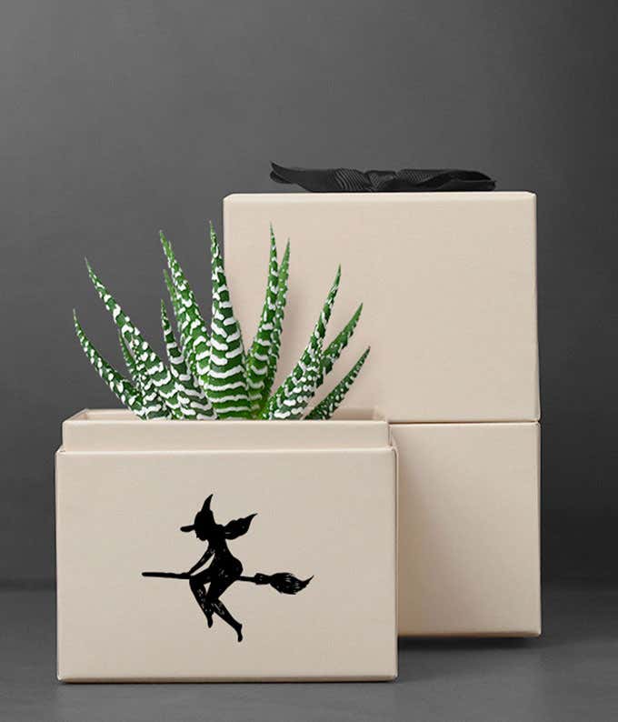 Haworthia Succulent Plant in a white gift box with a witch on a broom illustration
