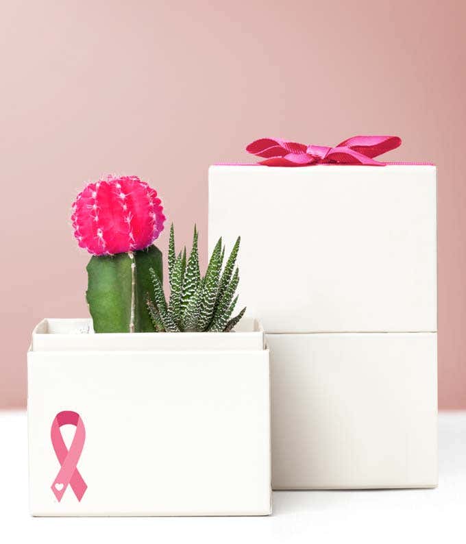 Lula's Garden ® Breast Cancer Awareness Rosé Succulent Garden