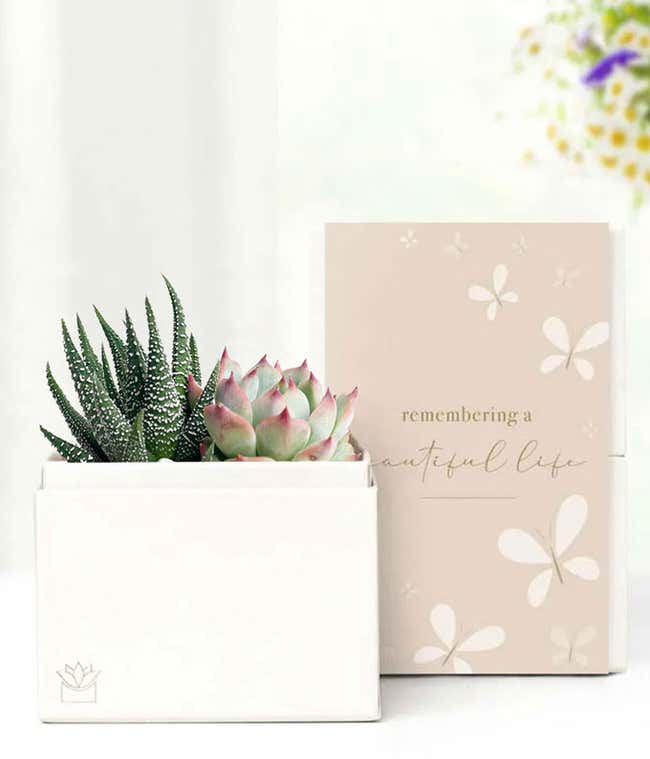 Cherished Memories Lula's Garden &reg; Glow Succulent Gift 
