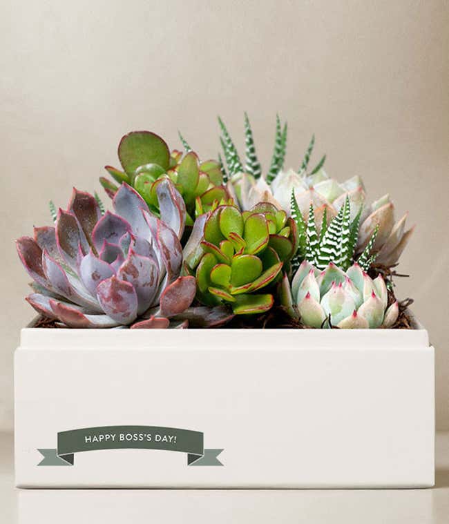 Boss Appreciation Day Urban Succulent Garden