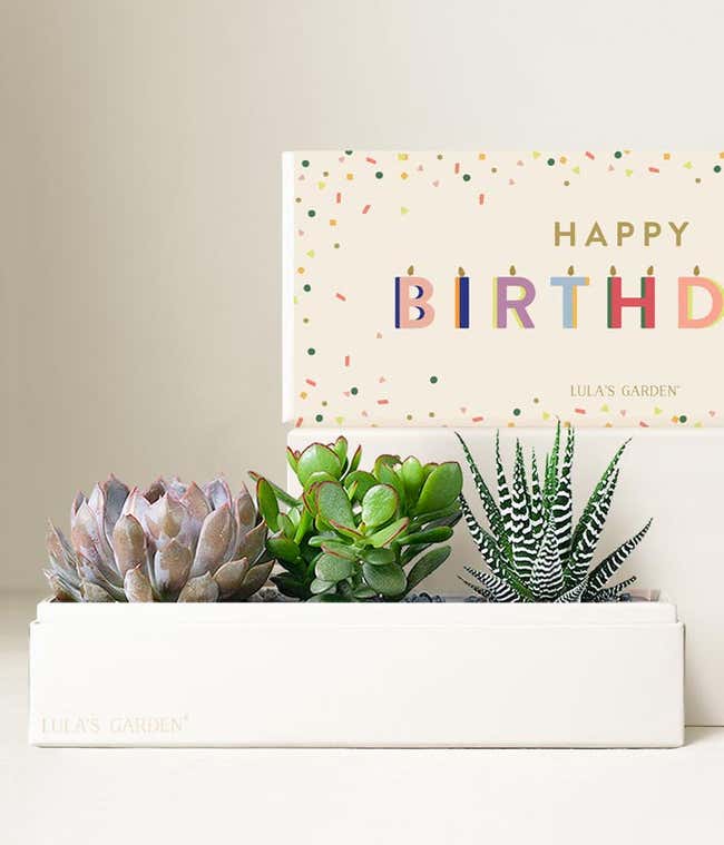 Lula's Garden &reg; Birthday Verdant Succulent Gift