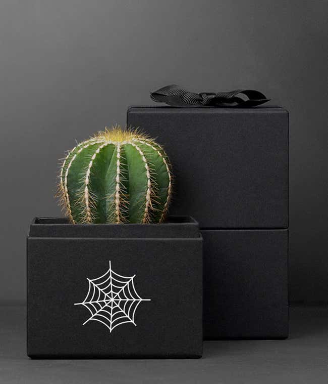 Trick or Treat Cactus Lula's Garden Succulent Gift