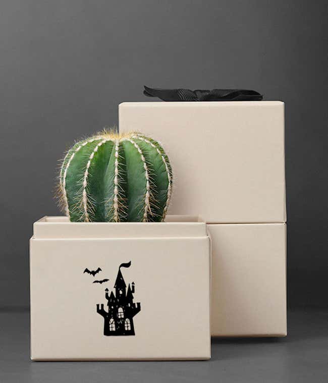  Parodia Cactus Succulent in a white gift box planter with a haunted castle illustration