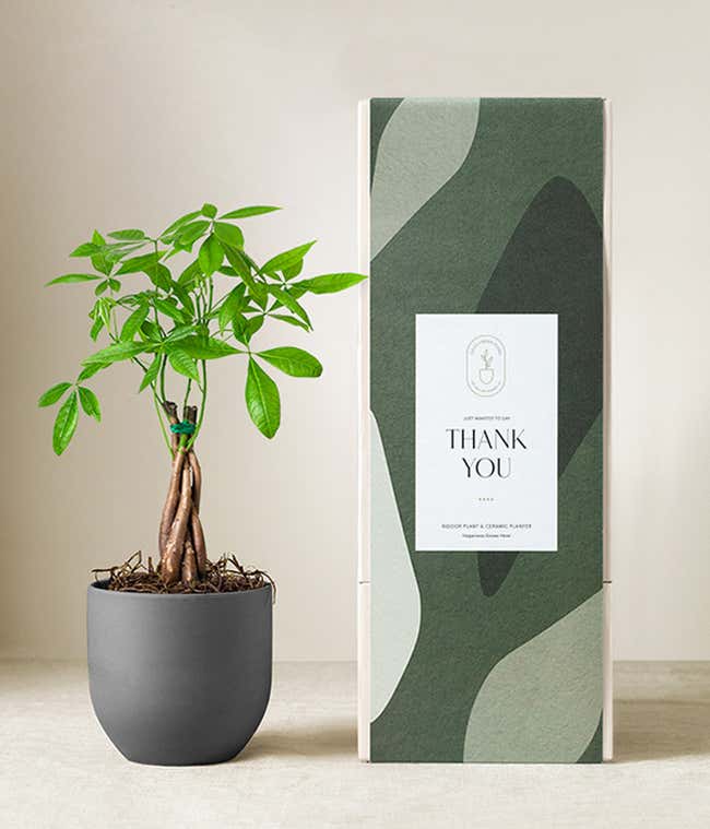 Money tree plant with braided trunk and bright green leaves in a matte dark gray ceramic pot, displayed next to a green gift box with abstract patterns and a label that reads Thank You.
