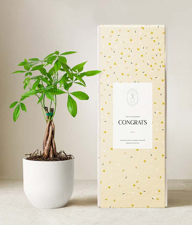 Money tree plant with a braided trunk and bright green leaves in a matte white ceramic pot, displayed next to a yellow gift box with a confetti pattern and a label that reads Congrats.