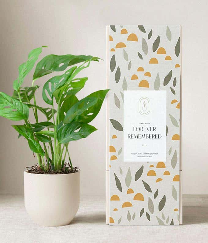 Potted monstera plant in a cream ceramic planter beside a decorative gift box labeled Forever Remembered