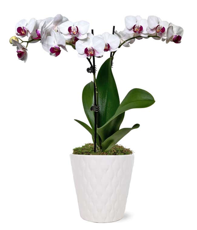 Purple &amp; White Delight Orchid Plant