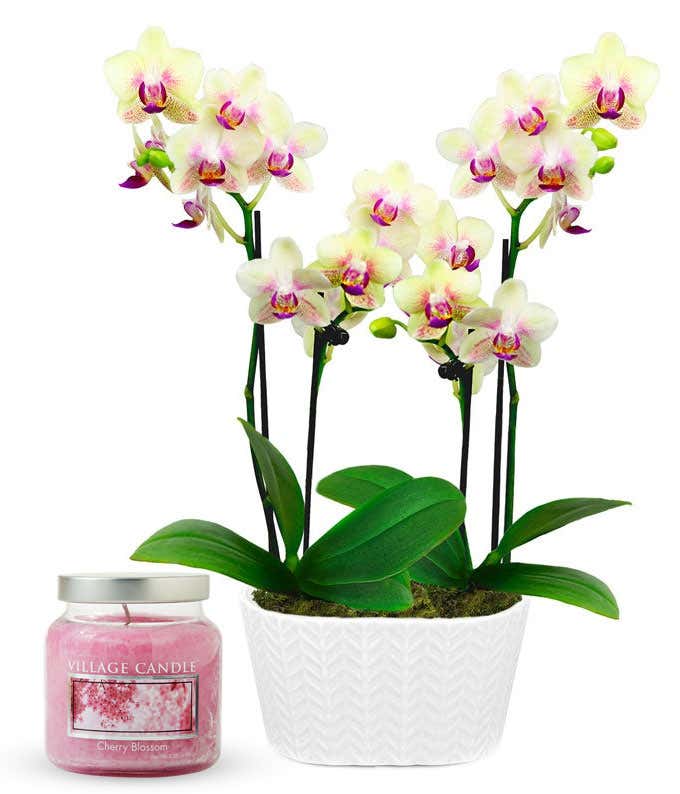 An orchid arrangement with multiple cream and purple blossoms and lush green leaves in a white textured ceramic pot, paired with a cherry blossom-scented glass jar candle.
