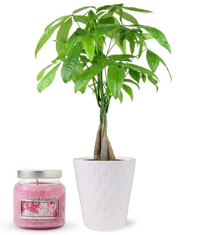 Money tree plant with braided trunk and lush green leaves in a tall white textured ceramic pot, paired with a Cherry Blossom scented glass jar candle.