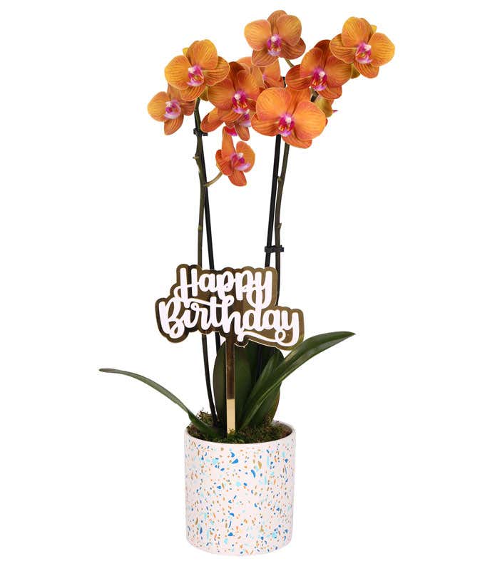 Peach orchid plant with vibrant blooms and lush green leaves, displayed in a festive white planter with a colorful confetti pattern and topped with a gold 