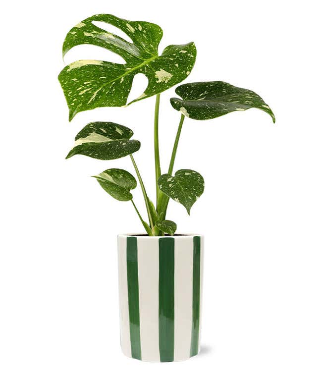 Variegated monstera plant with green leaves featuring white speckles and splits, placed in a white ceramic planter with bold green vertical stripes.