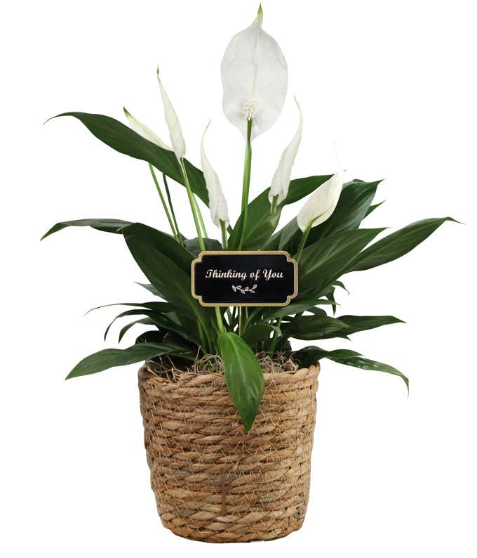 Peace lily plant with dark green leaves and white blooms displayed in a woven basket planter, topped with a 