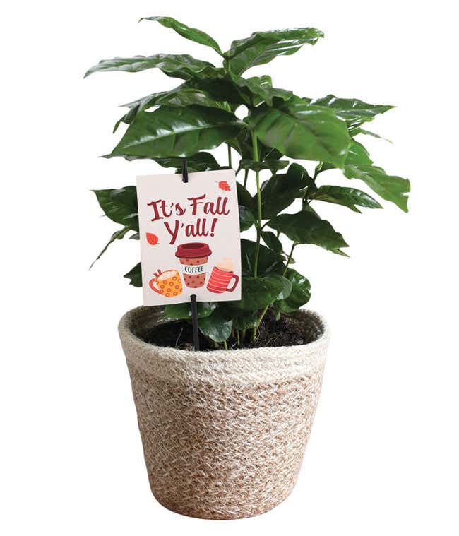 Coffee plant in a woven basket with a seasonal sign that reads 