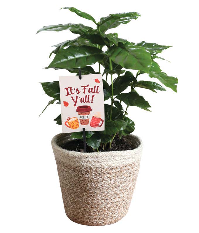 Coffee plant in a woven basket with a seasonal sign that reads 
