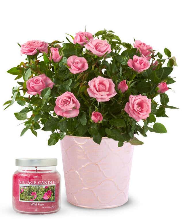 Lush blooming pink rose plant in a pale pink tin container, paired with a rose-scented candle in a clear glass jar.